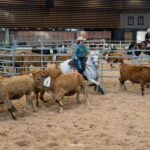 2022-10 - Equita Lyon - Tri de bétail - 050